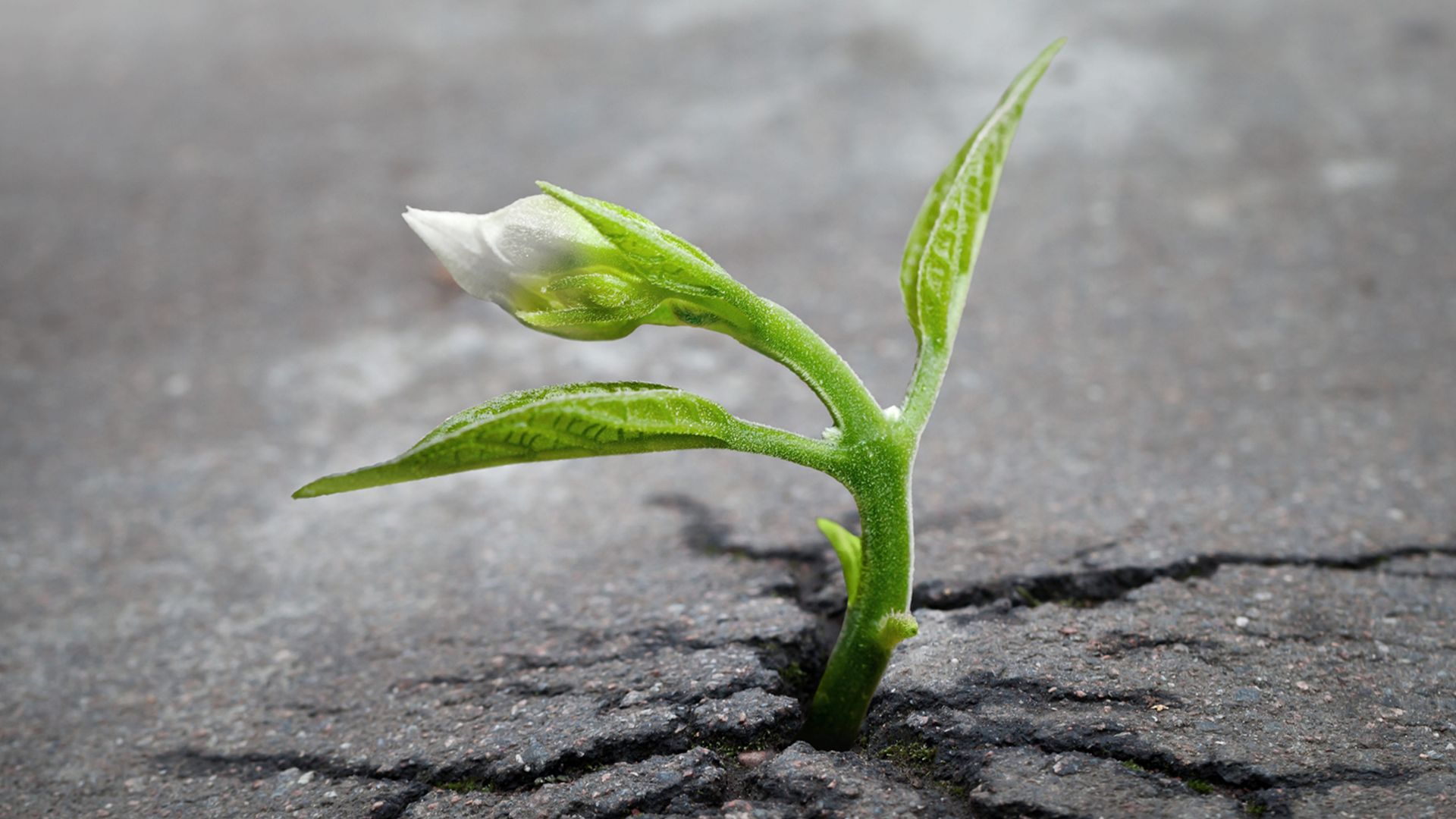 plant stem growing out of asphalt